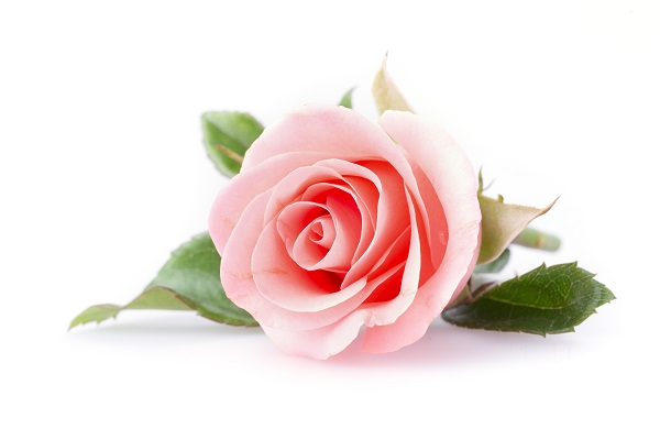 Rose Ruusu Bearel